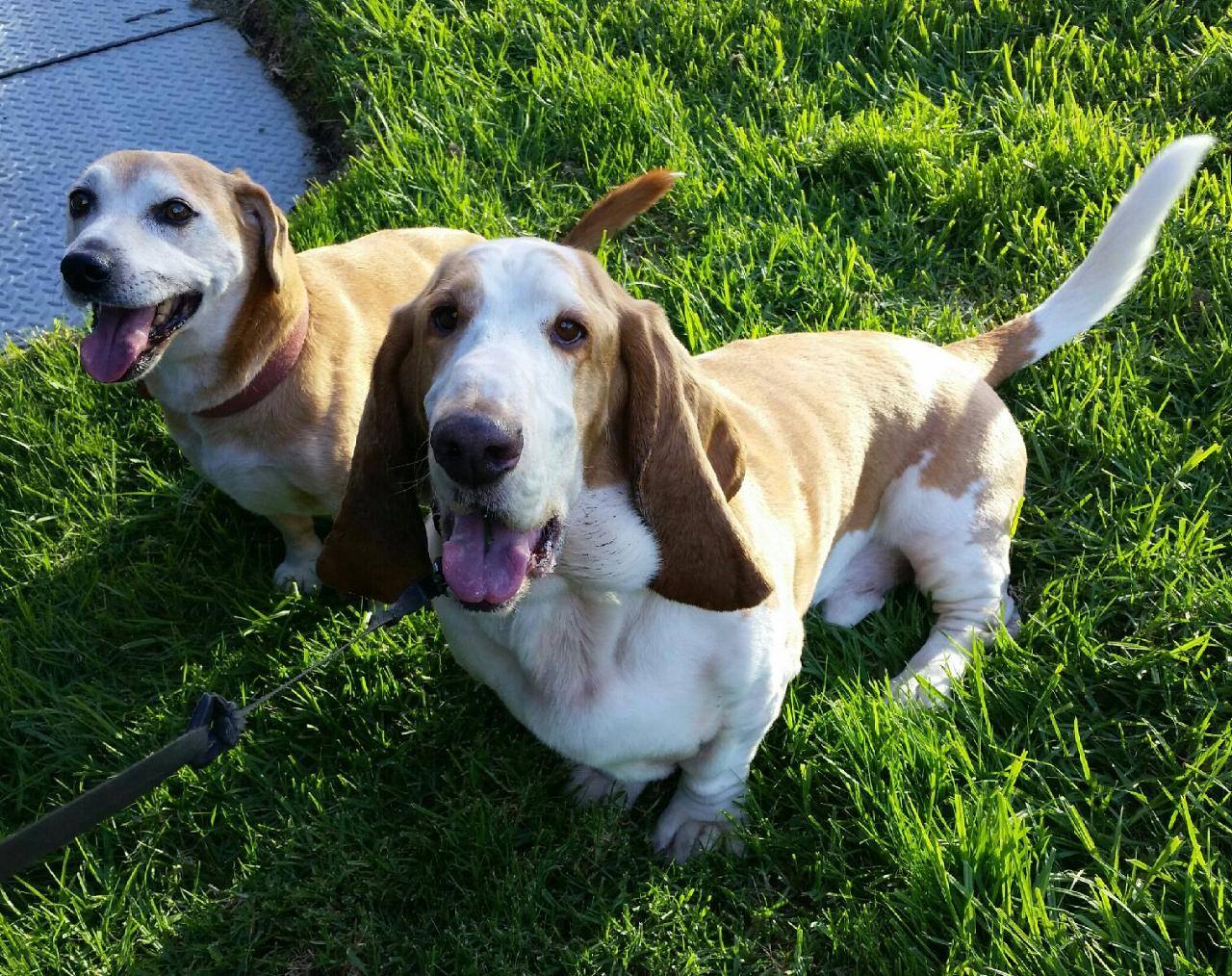 Dani's Barks and Rec San Francisco Dog Walkers